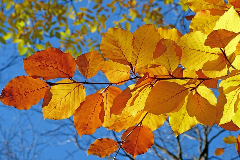 Fall Cleanup