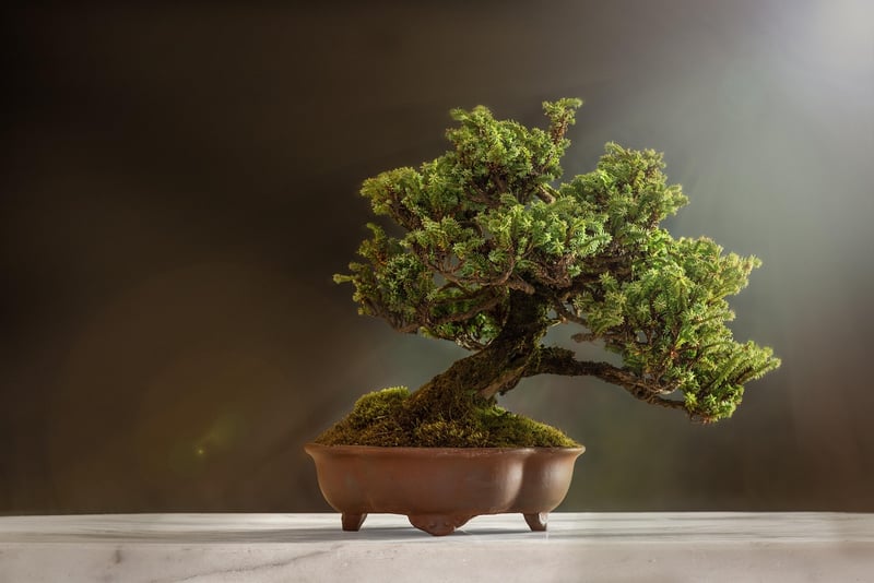 Soil and Plant